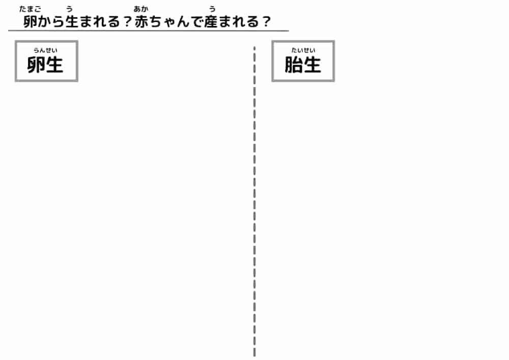 卵赤ちゃん⑤