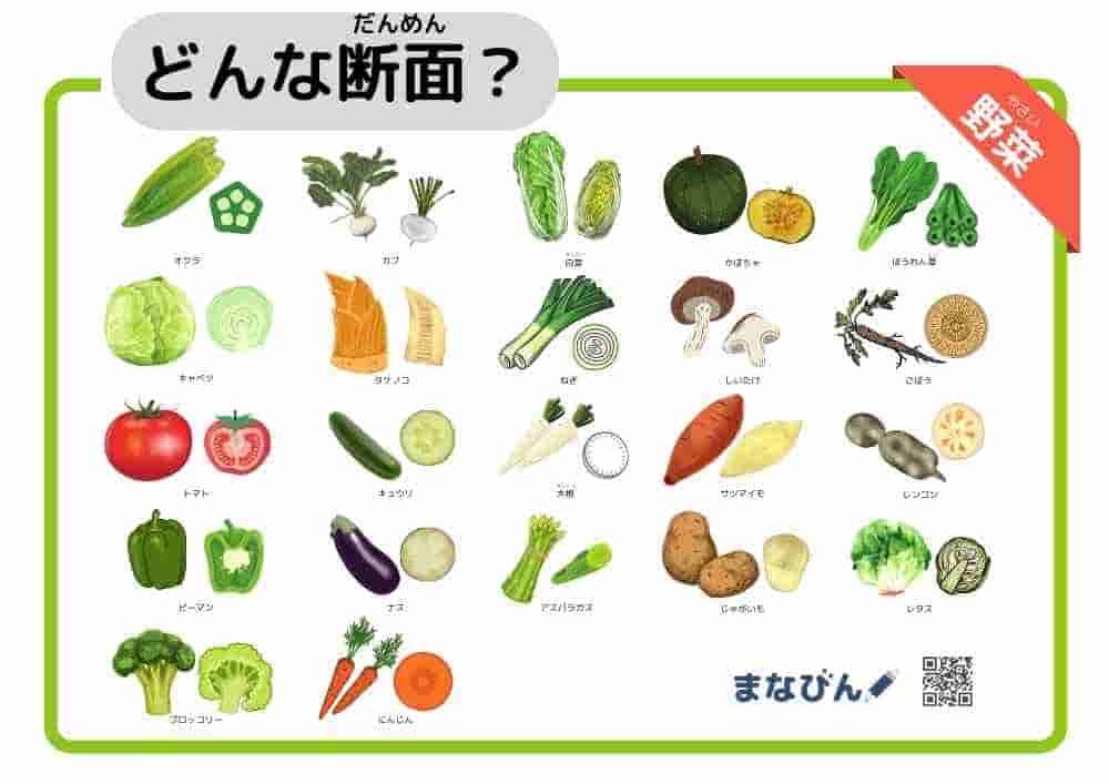 野菜果物の断面図①