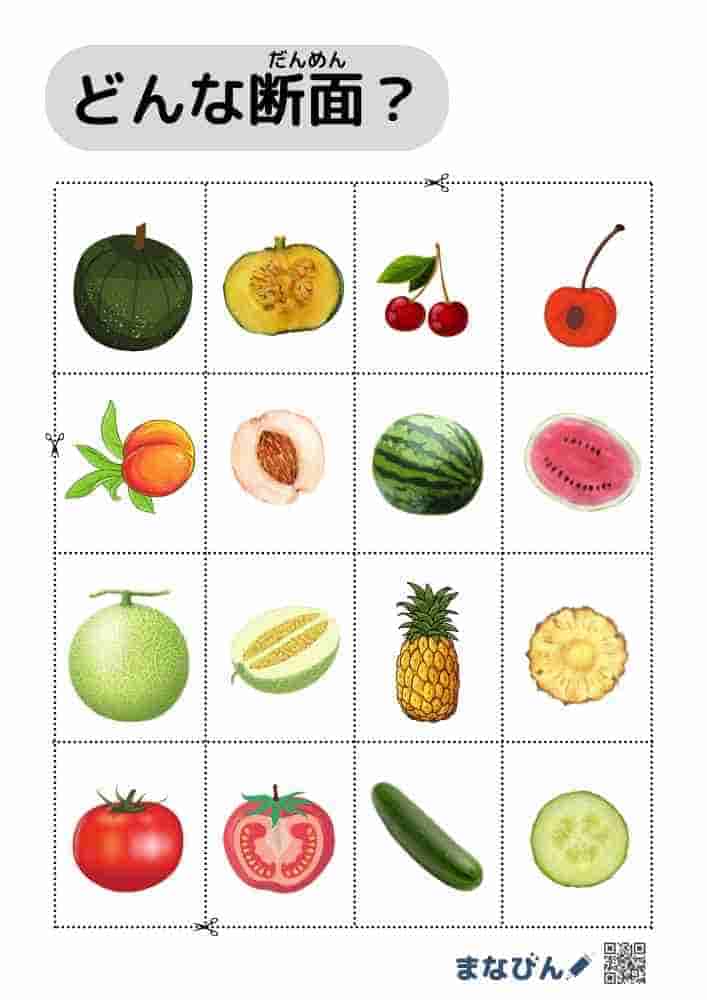 野菜果物の断面図⑩