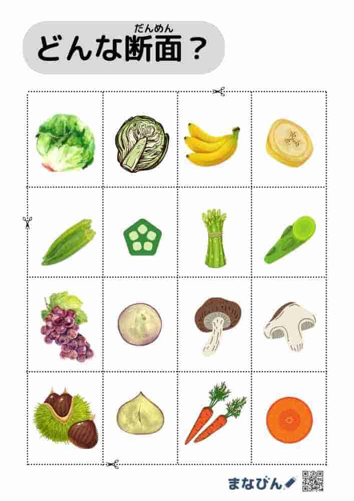 野菜果物の断面図⑪