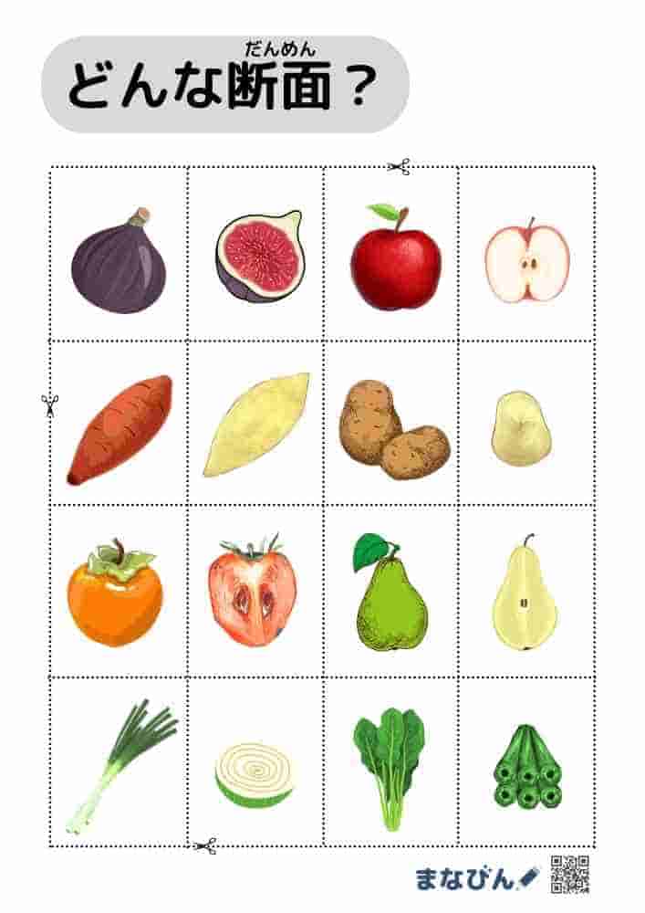 野菜果物の断面図⑫