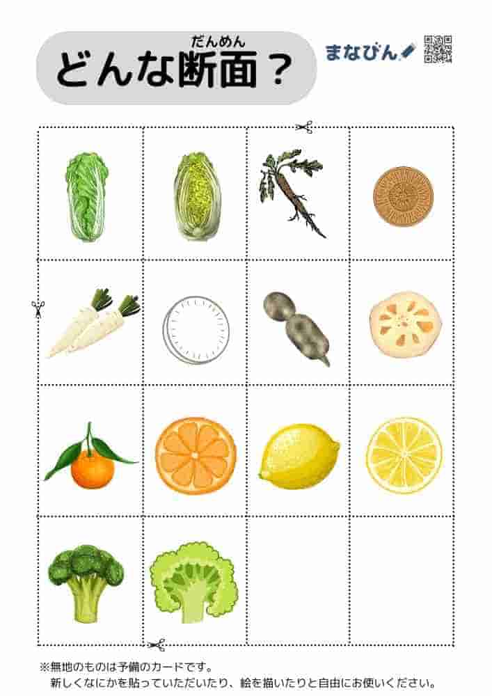 野菜果物の断面図⑬