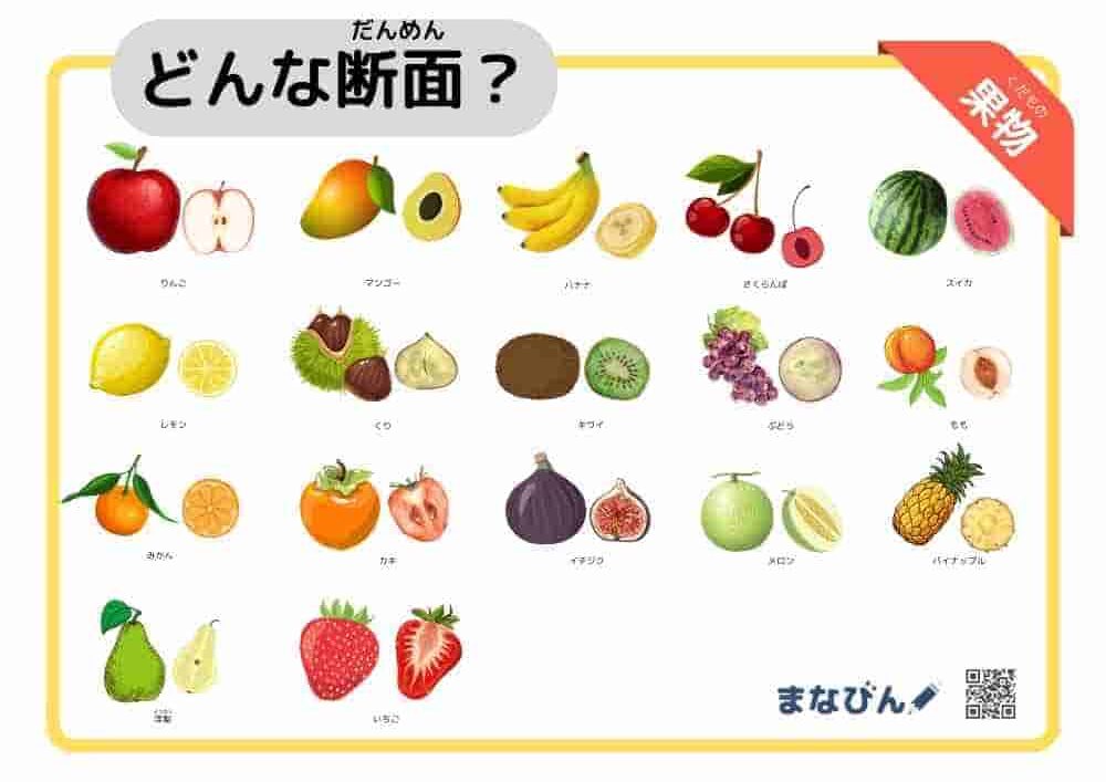 野菜果物の断面図②