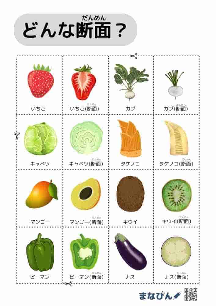 野菜果物の断面図④
