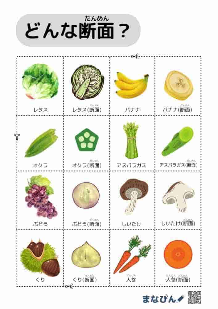 野菜果物の断面図⑥