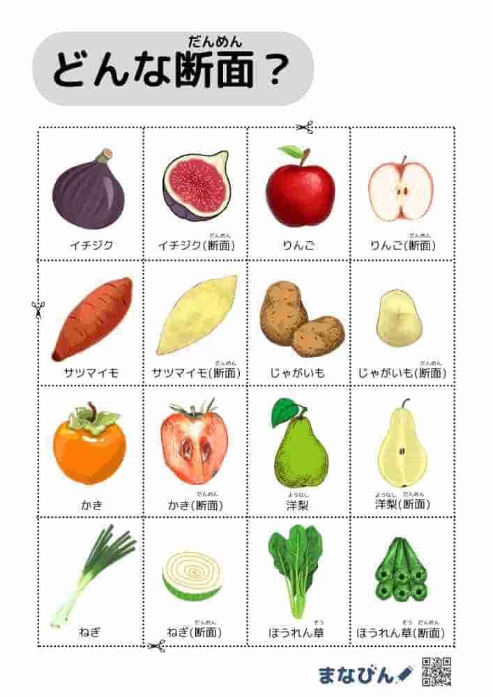 野菜果物の断面図⑦